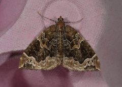 The Phoenix (Eulithis prunata)
