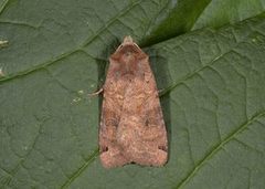 Dotted Clay (Xestia baja)