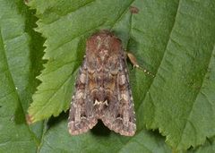 Broom Moth (Ceramica pisi)