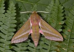 Elephant Hawk-moth (Deilephila elpenor)