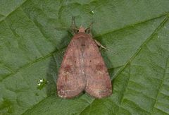 Barred Chestnut (Diarsia dahlii)