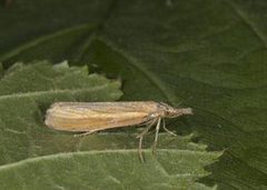 Common Grass-veneer (Agriphila tristella)