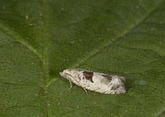 Small Birch Bell (Epinotia ramella)