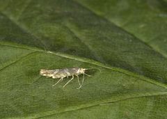 Oreblomstmøll (Argyresthia goedartella)