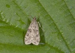 Ground-moss Grey (Eudonia truncicolella)