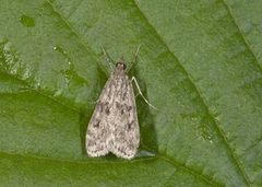 Barkmosemott (Eudonia truncicolella)