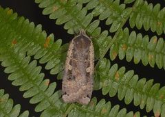 Large Yellow Underwing (Noctua pronuba)