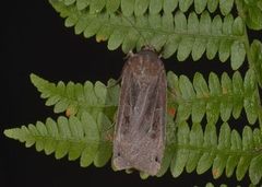Large Yellow Underwing (Noctua pronuba)