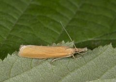 Okernebbmott (Agriphila tristella)