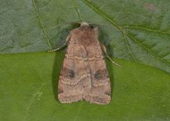 Dotted Clay (Xestia baja)