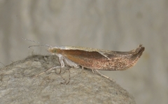 Leddvedsprellemøll (Ypsolopha dentella)