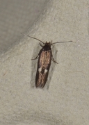 Mompha langiella