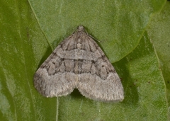 Chestnut-coloured Carpet (Thera cognata)