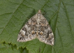 Dark Marbled Carpet (Dysstroma citrata)