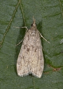 Ground-moss Grey (Eudonia truncicolella)