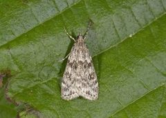 Ground-moss Grey (Eudonia truncicolella)