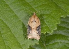 Buskflatvikler (Acleris laterana)