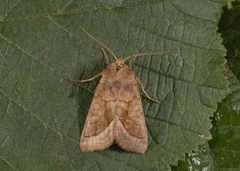 Brunt stengelfly (Hydraecia micacea)