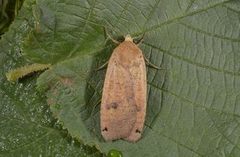 Large Yellow Underwing (Noctua pronuba)