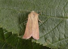 Starrfly (Denticucullus pygmina)