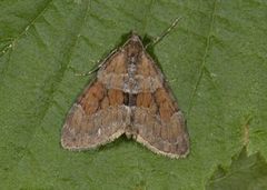 Grey Pine Carpet (Thera obeliscata)