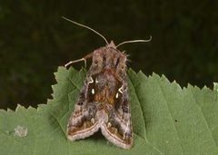 Beautiful Golden Y (Autographa pulchrina)