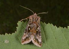 Fiolettbrunt metallfly (Autographa pulchrina)