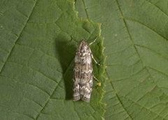 Dark Pine Knot-horn (Dioryctria abietella)