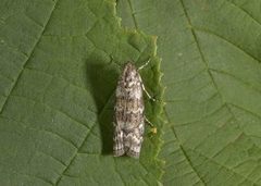 Grankonglesmalmott (Dioryctria abietella)