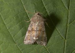 Broom Moth (Ceramica pisi)