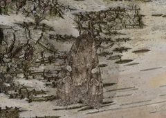 Great Brocade (Eurois occulta)