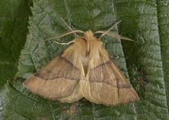 Bølgemåler (Crocallis elinguaria)