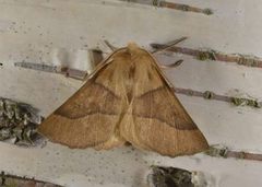 Bølgemåler (Crocallis elinguaria)