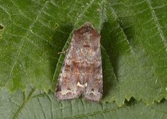 Broom Moth (Ceramica pisi)