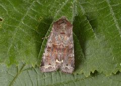 Rødt hagefly (Ceramica pisi)