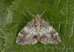 Dark Marbled Carpet (Dysstroma citrata)