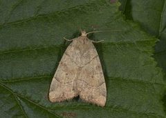 The Dun-bar (Cosmia trapezina)