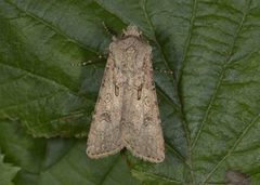 Gråpudret jordfly (Agrotis segetum)