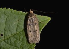 Brown House Moth (Hofmannophila pseudospretella)