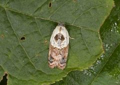 Marmorflatvikler (Acleris variegana)