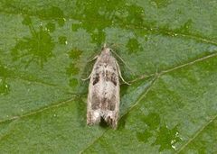 Small Birch Bell (Epinotia ramella)