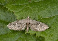 Augustdvergmåler (Eupithecia pusillata)