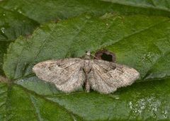 Augustdvergmåler (Eupithecia pusillata)