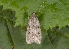 Barkmosemott (Eudonia truncicolella)