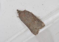 Lønnebladflatvikler (Acleris sparsana)