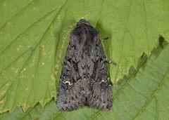 Black Rustic (Aporophyla nigra)