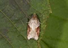 Buskflatvikler (Acleris laterana)