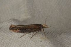 Variable Smudge (Ypsolopha ustella)
