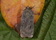Lesser Yellow Underwing (Noctua comes)