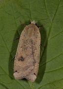 Large Yellow Underwing (Noctua pronuba)